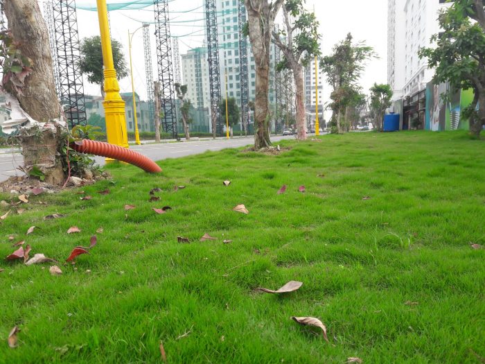 Ảnh thực tế cây xanh, thảm cỏ Chung cư Eco Lake View