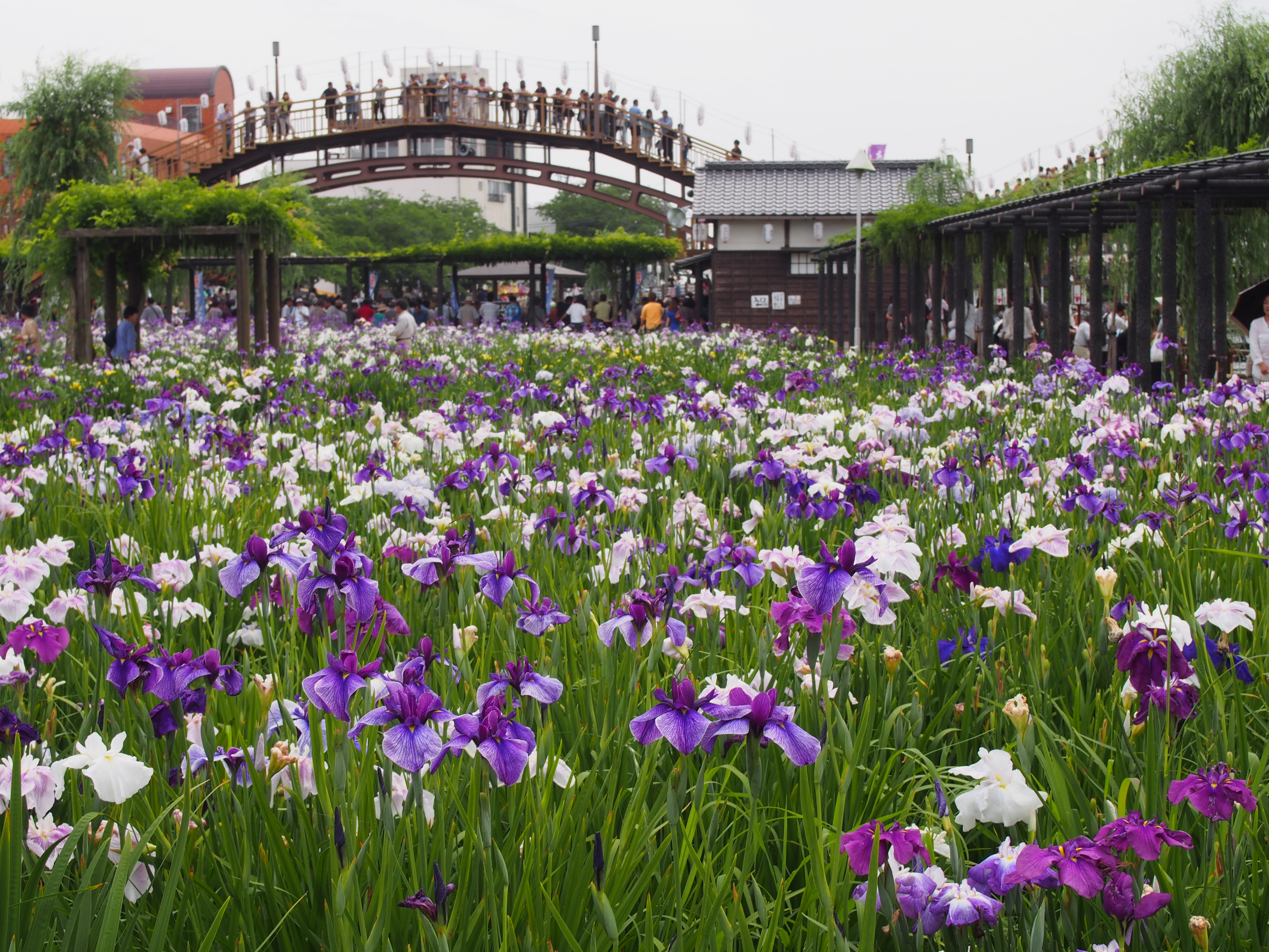 chung cư iris garden vườn diên vĩ